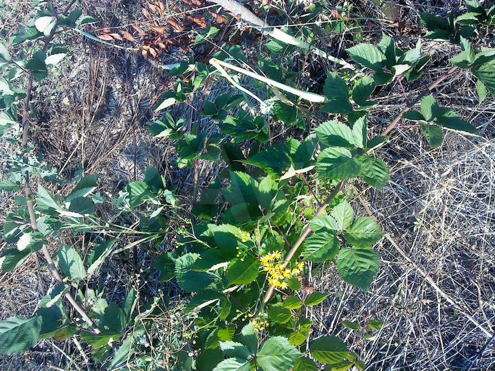 Участок 10 сот. (СНТ, ДНП)