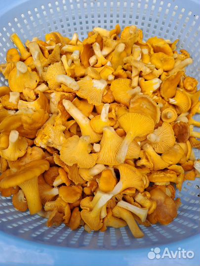 Грибы лисички свежие