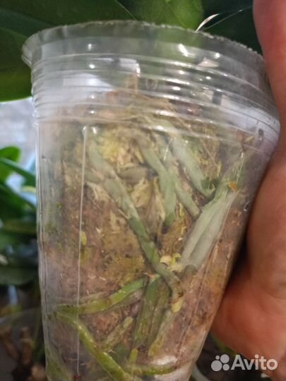 Орхидея фаленопсис