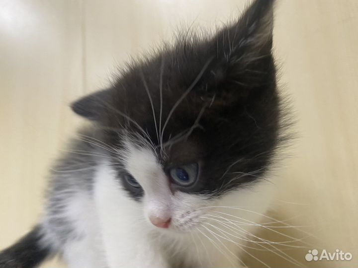 Котята 1 месяц