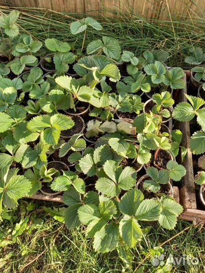 Рассада клубники альбион и Елизавета