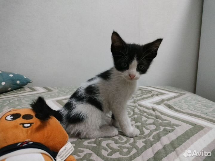 Кошка в дар бесплатно