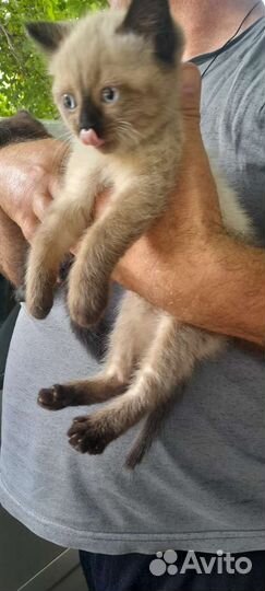 Кошка в дар бесплатно