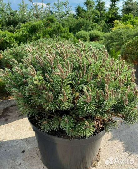 Сосна горная