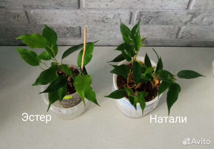 Фикусы, папоротники