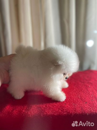 Мини мальчик и девочка померанского шпица