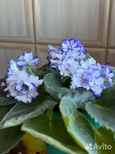 Фиалка сортовая