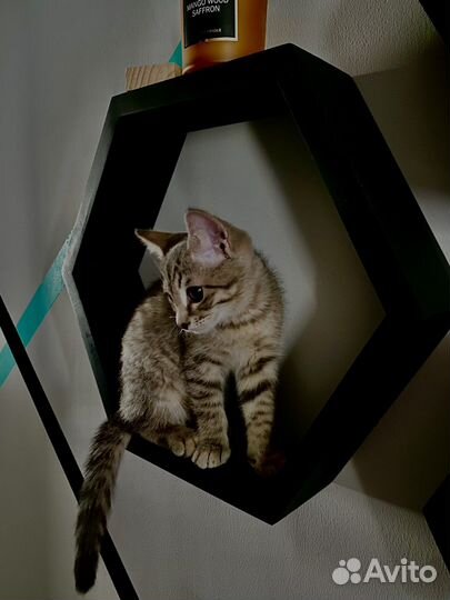 Кошка бесплатно