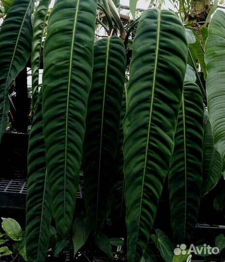 Филодендрон патриция