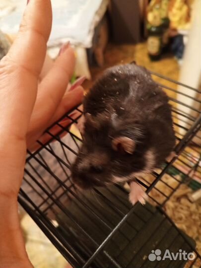 Хомяк с клеткой