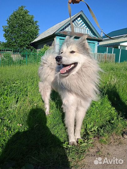 Балу в поисках семьи