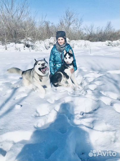 Вязка кобеля сибирской хаски. Фотосесси