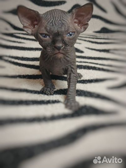 Канадский сфинкс