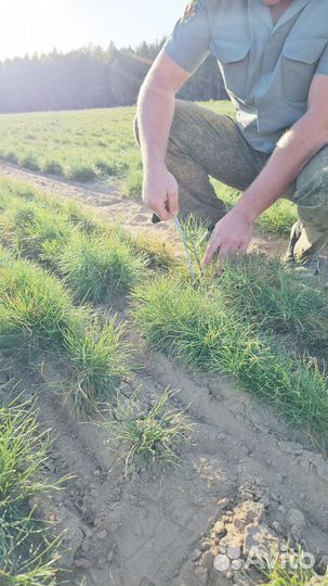 Саженцы ели окс от производителя