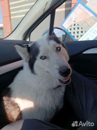 Сибирский хаски