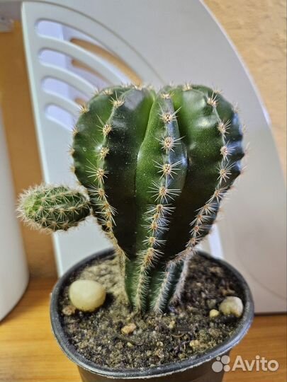 Кактус эхинопсис