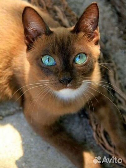 Передержка кошек на дому