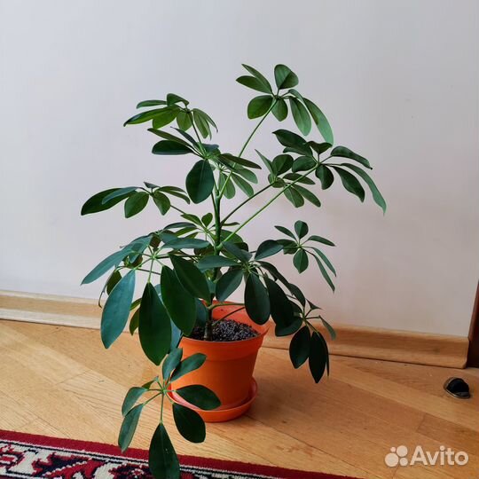 Шефлера