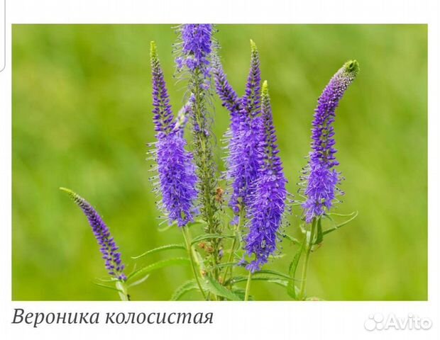 Рассада, Вероника