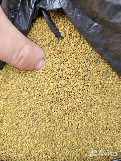 Семена донника жёлтого