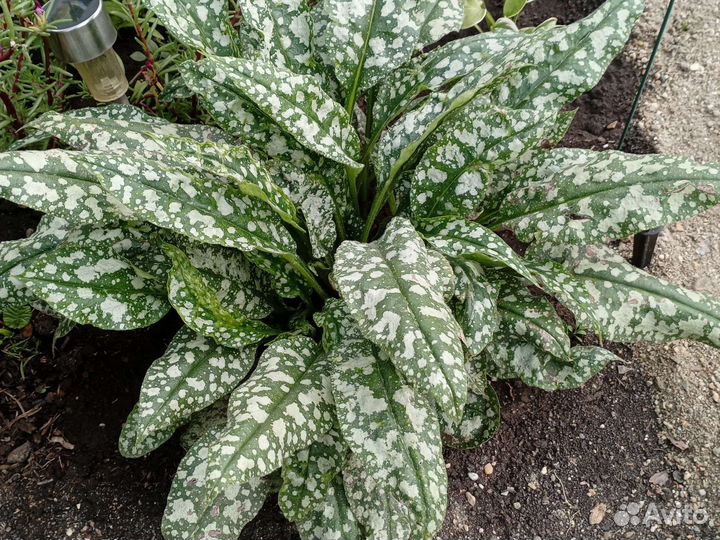 Многолетние растения для сада