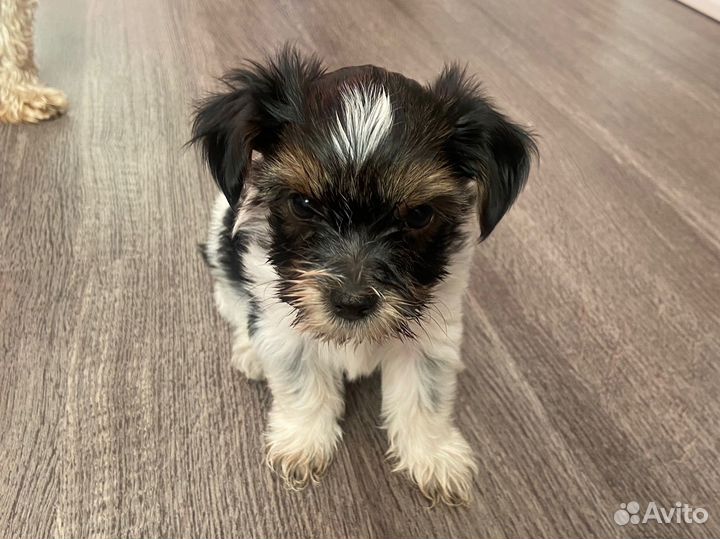 Йоркширский терьер щенки