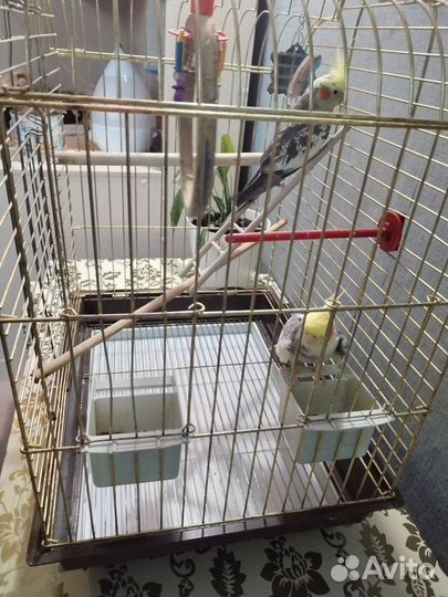 Корелла пара