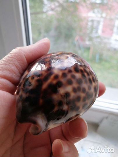 Ракушка морская