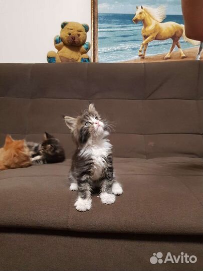 Котята мейн-кун