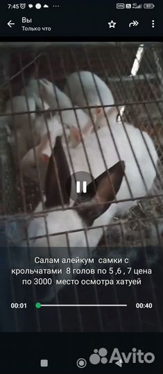 Кролики с крольчатами