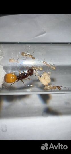 Продам семью Camponotus Fedtschenkoi 1/5-7