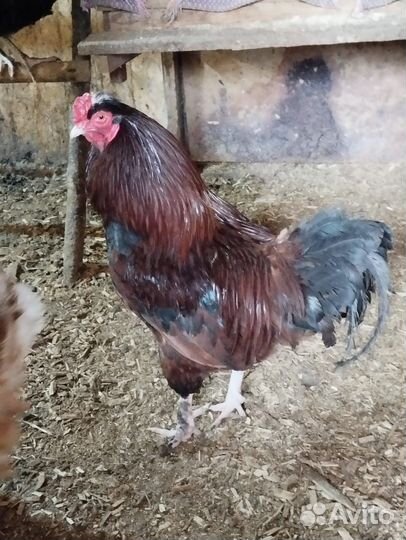 Продам петухов