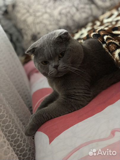 Шотландская