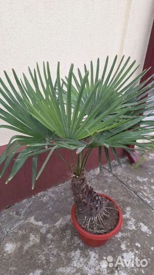 Пальма веерная