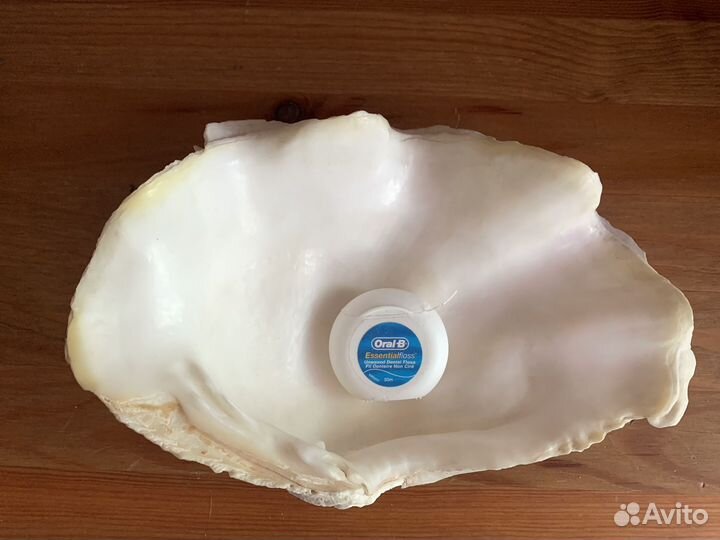 Роскошная раковина ракушка