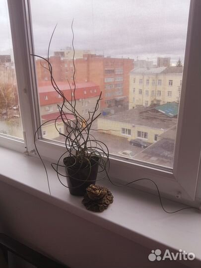 Джункус спиралис