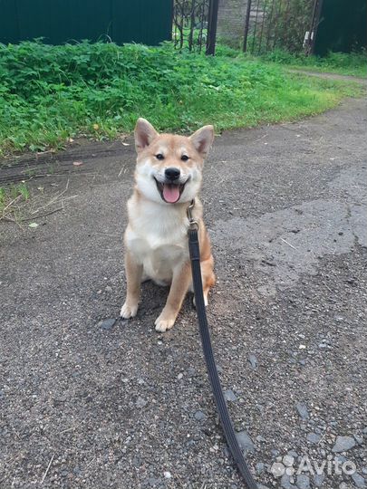 Щенок сиба девочки