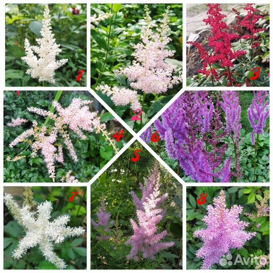 Садовые многолетние растения