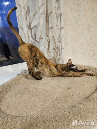 Девон рекс. девочка