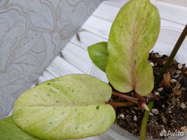 Филодендроны сортовые