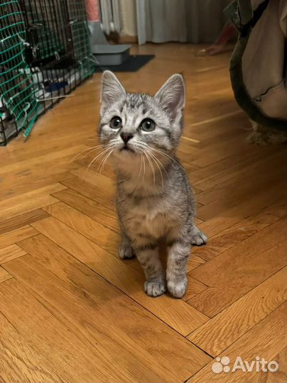 Котенок Макс в добрые руки, в дар