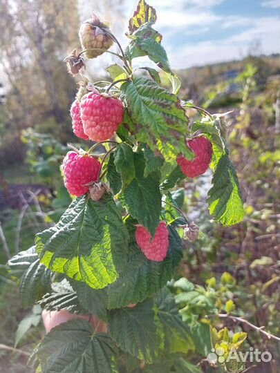 Саженцы малины