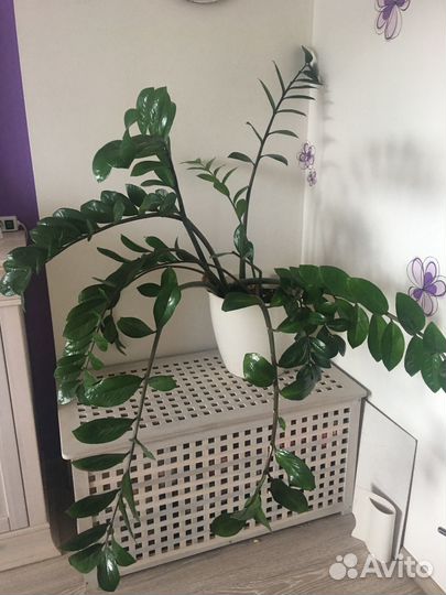 Замиокулькас