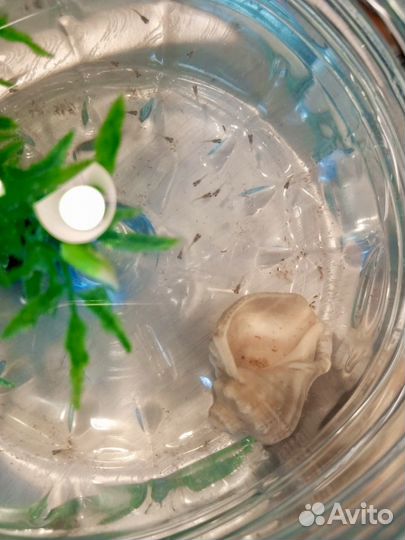 Гуппи(мальки