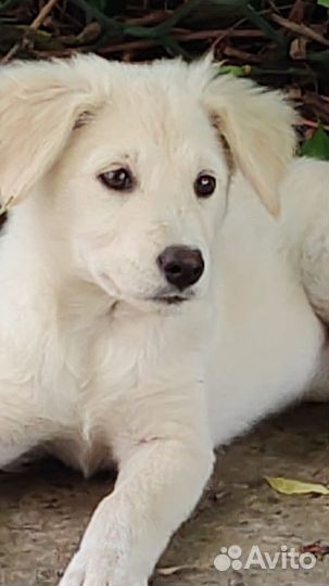 Похож на ретривера