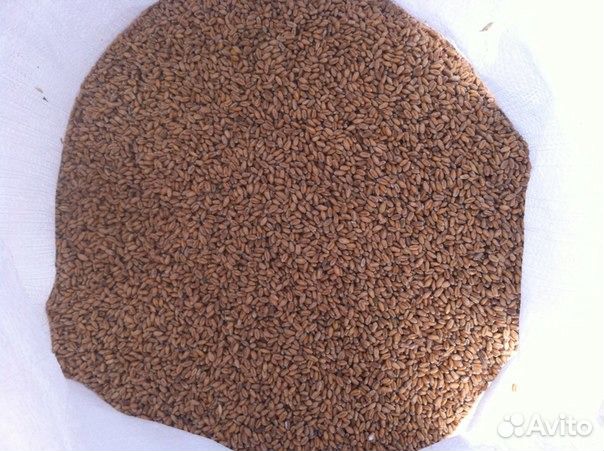 Комбикорм, зерно, дробленка и отруби в Асбесте. От