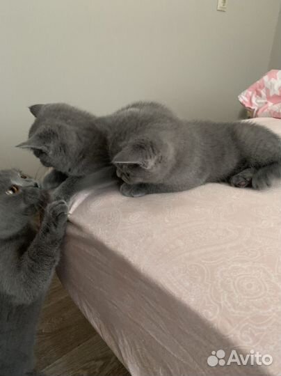 Британские котята