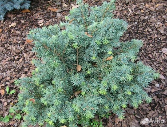 Семена псевдотсуга мензиса и другие растения