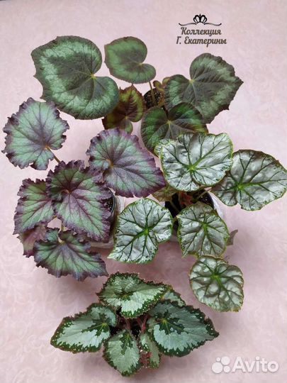 Бегония лист срез