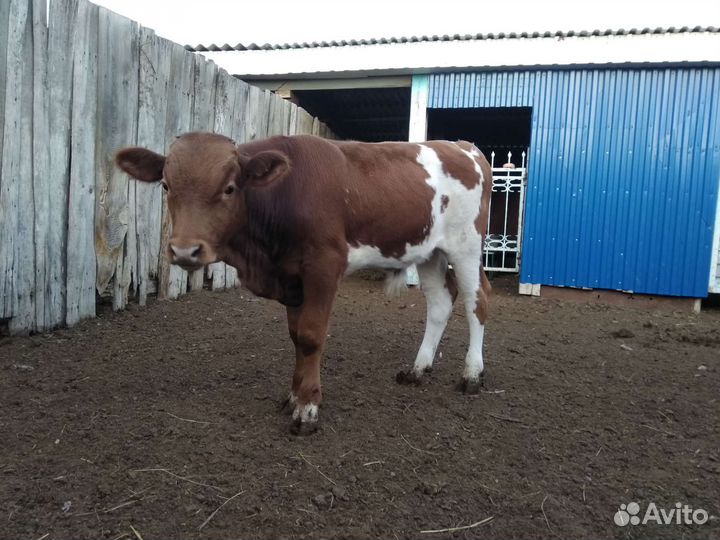 Бычки и тёлки